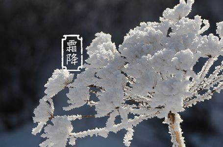 今日霜降 _ 露凝為霜知霜降，滴酒品后知濃香96.png